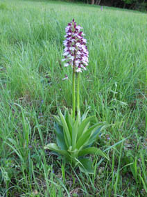 Orchis purpurea